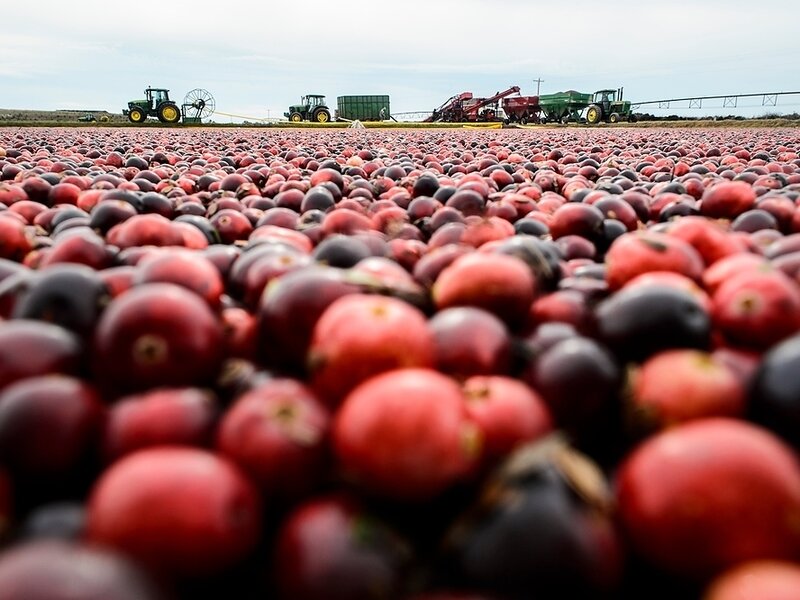 Farmers harvest cranberries born from the University of Wisconsin-Madison's breeding program. The program has created a couple commercial varieties since it's inception. (Jeff Miller/University of Wisconsin-Madison) Farmers harvest cranberries born from the University of Wisconsin-Madison's breeding program. The program has created a couple commercial varieties since it's inception. (Jeff Miller/University of Wisconsin-Madison)