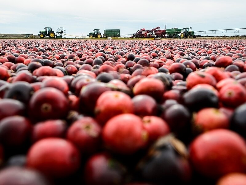 Farmers harvest cranberries born from the University of Wisconsin-Madison's breeding program. The program has created a couple commercial varieties since it's inception. (Jeff Miller/University of Wisconsin-Madison)