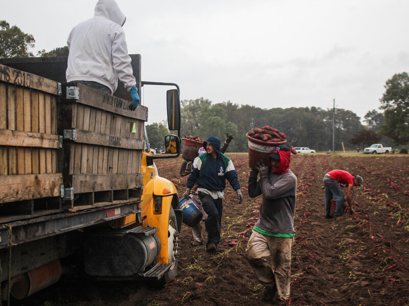Workers carry buckets of sweet potatoes to a waiting truck. (Dan Charles/NPR) Workers carry buckets of sweet potatoes to a waiting truck.