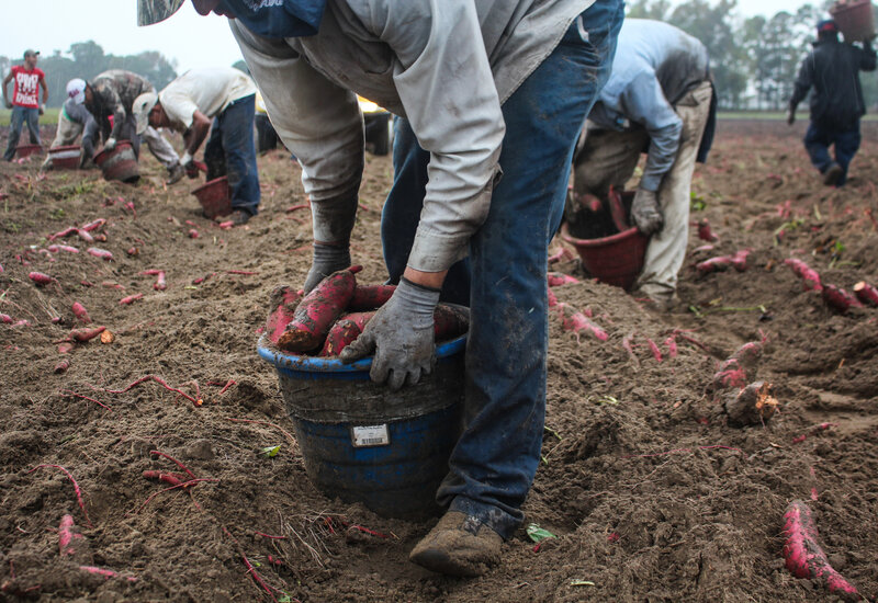 Harvesting sweet potatoes: Workers sort the potatoes in the field, collecting small and large ones in different buckets. Each bucket weighs 30 pounds or so. A worker will shoulder that bucket and dump it into a flatbed truck 400 to 500 times a day. It's a daily load of six or seven tons of sweet potatoes. (Dan Charles/NPR) Harvesting sweet potatoes: Workers sort the potatoes in the field, collecting small and large ones in different buckets. Each bucket weighs 30 pounds or so. A worker will shoulder that bucket and dump it into a flatbed truck 400 to 500 times a day. It's a daily load of six or seven tons of sweet potatoes.