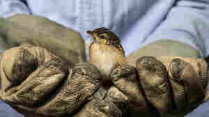 A worker holds a sparrow.