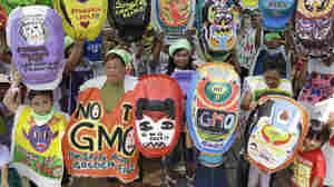 The "Green Moms" group displays painted baby tubs during a June 2013 protest in Quezon, Philippines, showing opposition to the genetically modified rice variety "golden rice," which proponents promote as a solution to Vitamin A deficiency.