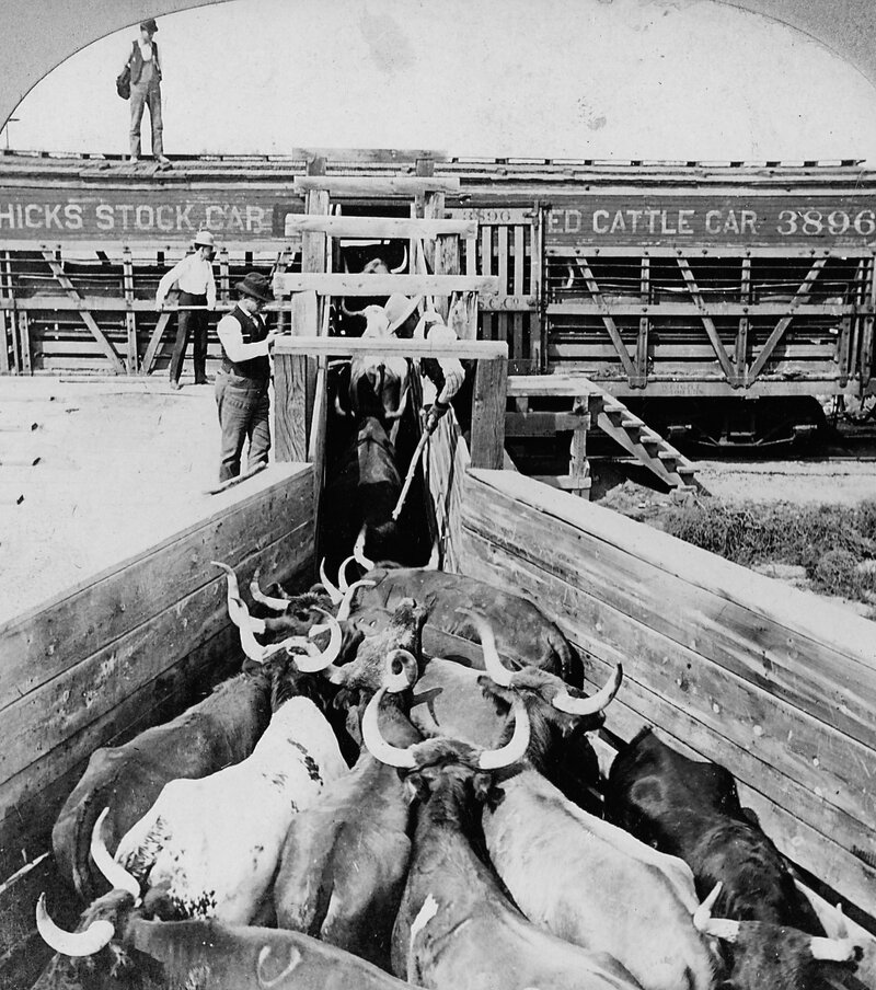 Men load cattle onto a car for shipment to Chicago, circa 1890. (Courtesy of Dominic A. Pacyga/University of Chicago Press) Men load cattle onto a car for shipment to Chicago, circa 1890. (Courtesy of Dominic A. Pacyga/University of Chicago Press)