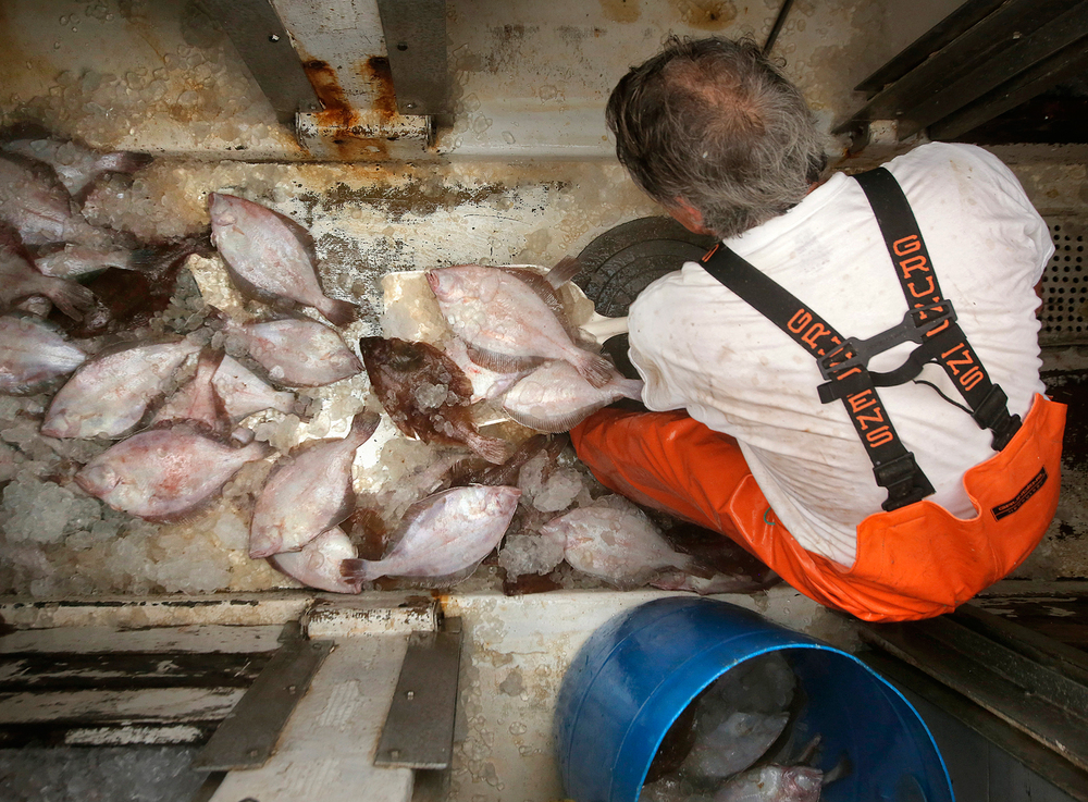 A fisherman shovels grey sole, a type of flounder, out of the hold of a ship at the Portland Fish Pier in Maine, September 2015. New research finds the ability of fish populations to reproduce and replenish themselves is declining across the globe. The worst news comes from the North Atlantic, where most species are declining.