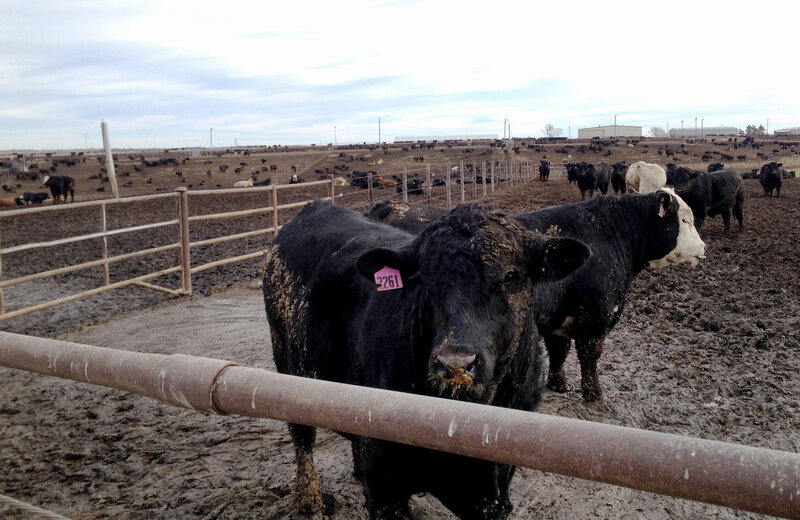 Some cattle from Canada and Mexico are fed in the United States. Feedlots keep them separate to make sure label information is accurate. Was That Steak Raised In The USA? Soon, It'll Be Hard To Know