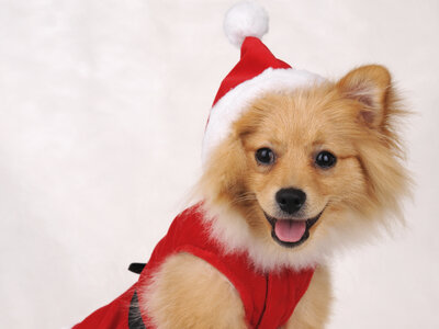 What could be better than a year's worth of photos like this? Deliver cuteness and more to an inbox near you. (DawnPoland /iStockphoto) What could be better than a year's worth of photos like this? Deliver cuteness and more to an inbox near you.