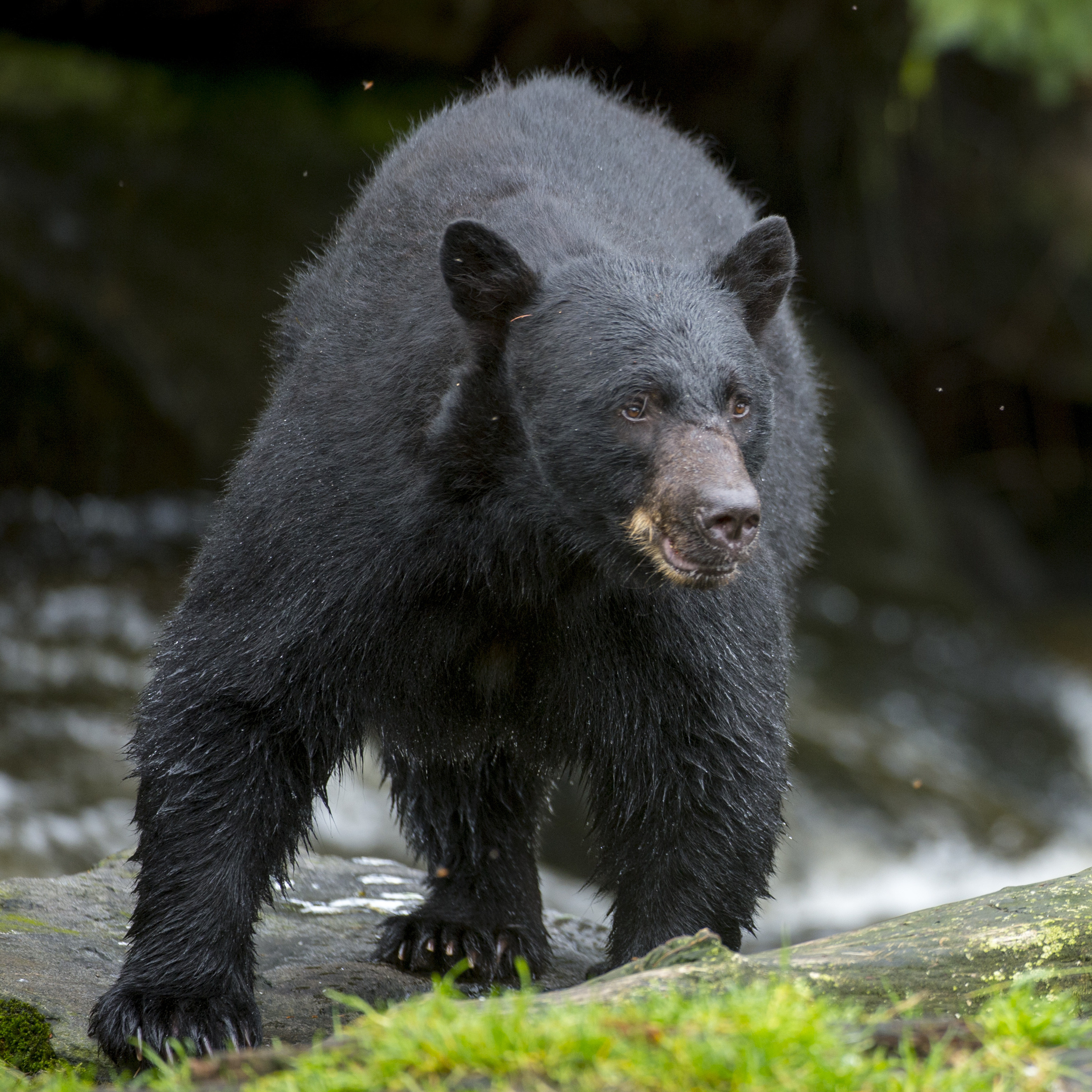 How would this wild black bear react to a drone?