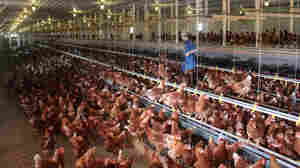 Cage-free chickens in a barn near Hershey, Pa., get to roam and perch on steel rods (but they don't go outside). In September, McDonald's said it would buy only cage-free eggs, inspiring several other food companies to follow suit.