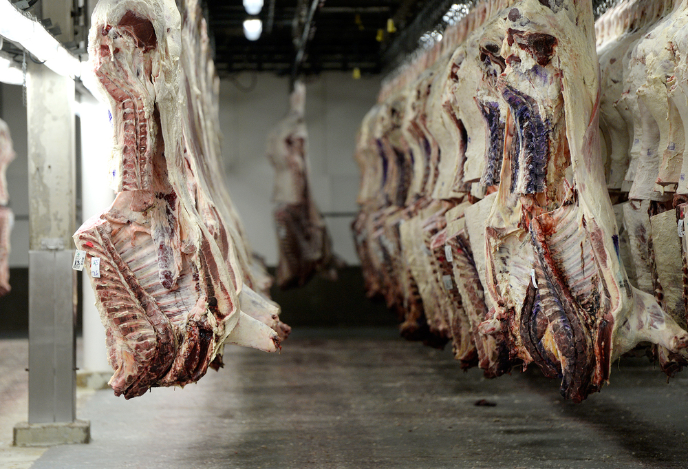 Cattle carcasses hang on hooks inside a cooler at the JBS beef processing plant in Greeley, Colo. JBS employs some 3,000 workers at this plant. The company is looking into ways to automate the art of butchery.