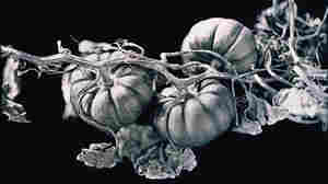 A daguerreotype of Jack-Be-Little Squash, an heirloom variety from plant conservationist Amy Goldman's farm in New York's Hudson Valley.