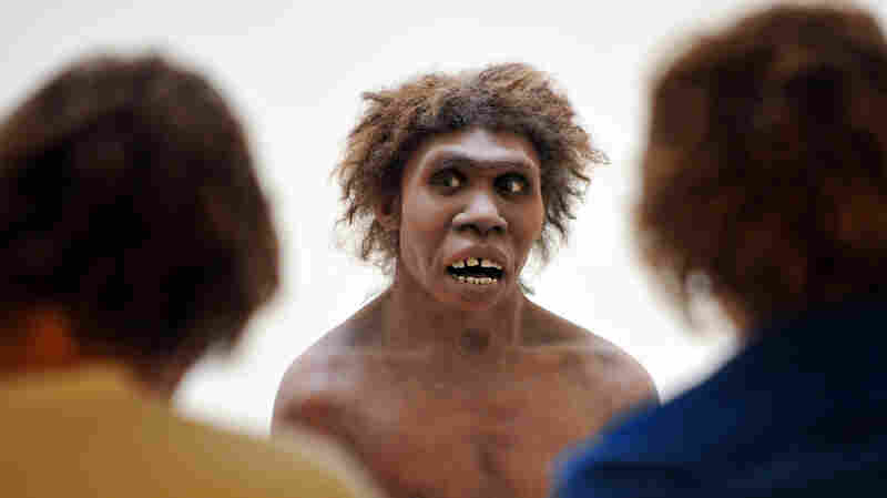 Neanderthals, represented here by a museum's reconstruction, had been living in Eurasia for 200,000 years when Homo sapiens first passed through, and the communities intermingled. The same genes that today play a role in allergies very likely fostered a quick response to local bacteria, viruses and other pathogens, scientists say.