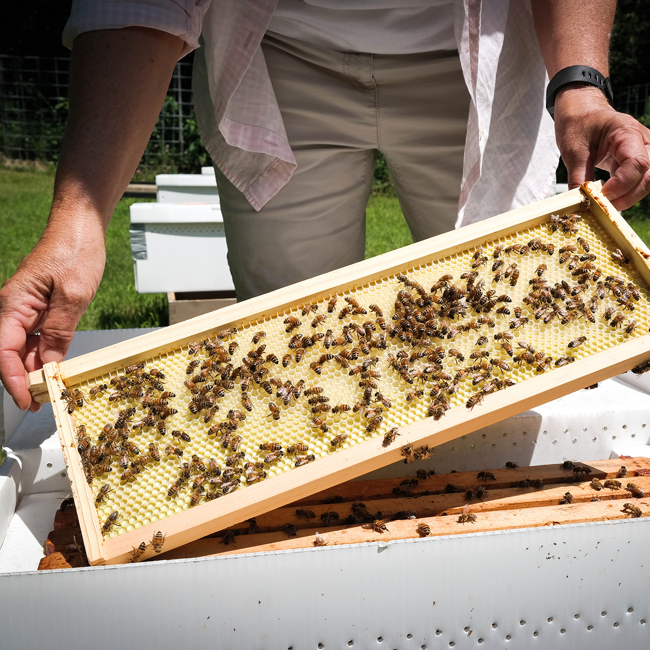 Maryann Frazier, a researcher at Penn State's Center for Pollinator Research, checks on one of her experimental honeybee hives. Frazier is testing the effects of pesticides on honeybee colonies.