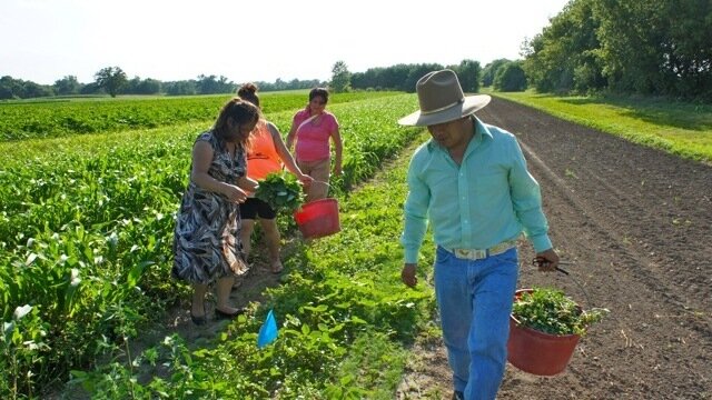 Members of Parroquia's San José Latino ministry glean from the fields of Angelic Organic's farm in Caledonia, Ill. (Courtesy of Parroquia San José)