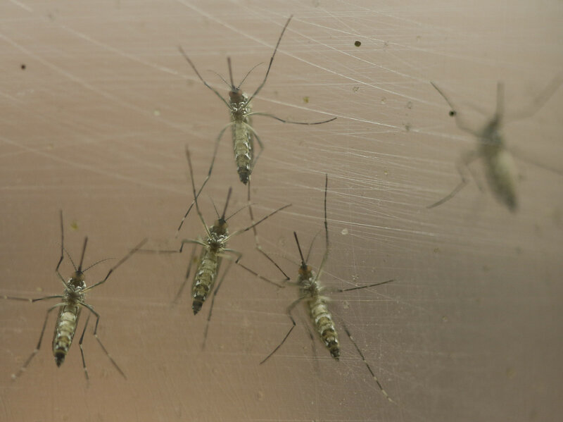 Zika Virus Will Spread Through The Americas, Health Group Says