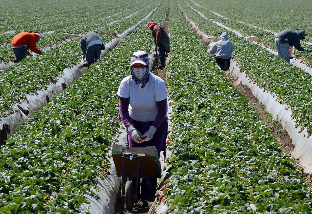 Migrant workers harvest strawberries at a farm near Oxnard, Calif. Ventura County is one of two counties where labor organizers hope to get a Bill of Rights passed to protect farm workers from abuse and wage theft.