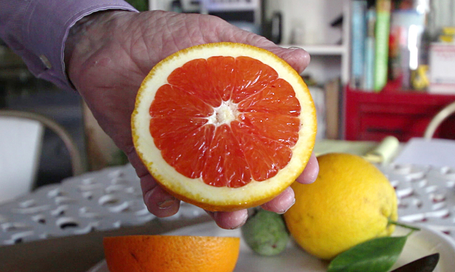 Russ Finch holds up half of a Cara Cara orange grown in his geothermal greenhouse in Alliance, Neb.