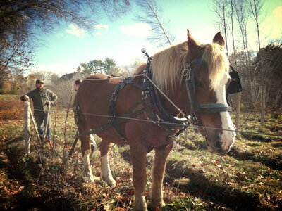 Oyster River Winegrowers is a "horse-powered vineyard" in Maine. Founder Brian Smith calls his natural wine a "pre-industrial wine."