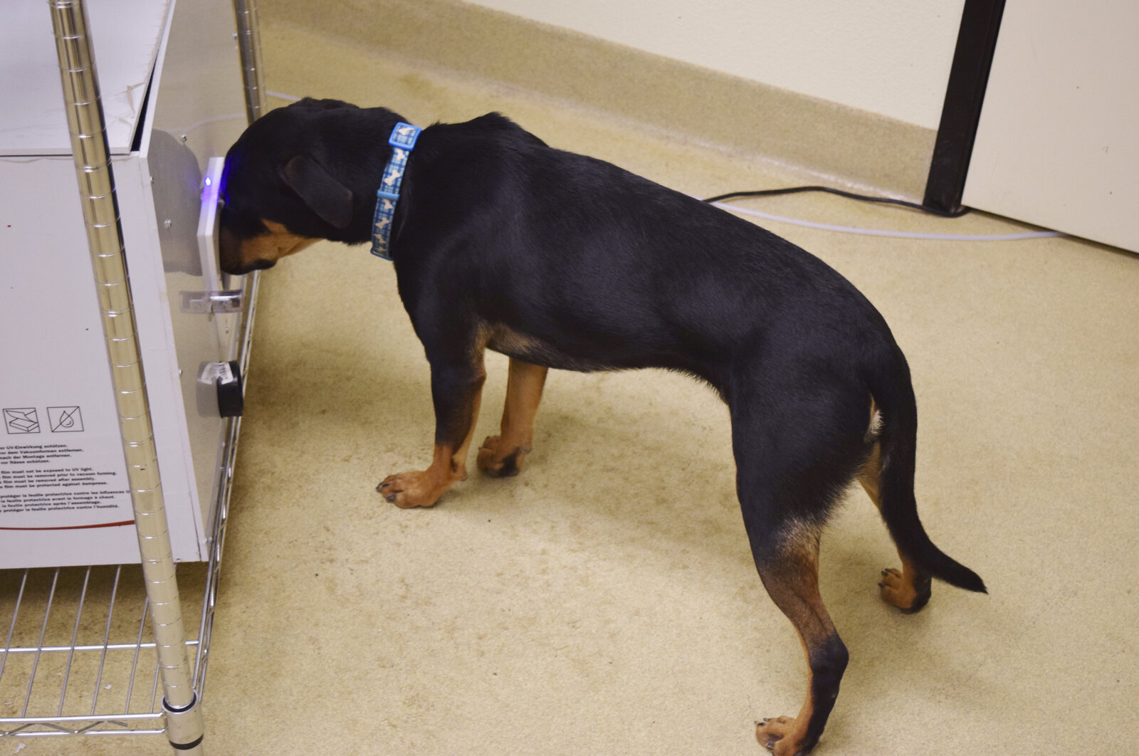 Rohan puts his nose in the olfactometer to detect a scent presented by the computer. Rohan puts his nose in the olfactometer to detect a scent presented by the computer.