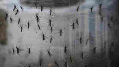 Aedes aegypti mosquitoes are seen in a lab at the Fiocruz institute in the Brazilian city of Recife.