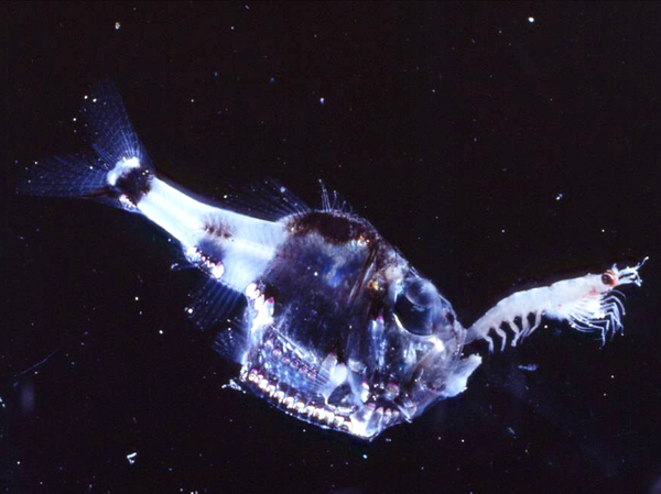 The half-naked hatchetfish,<em> </em>shown here munching on a shrimp, is just one of many billions of mesopelagic ocean fish that migrate up and down the water column each day to hunt food and avoid predators.