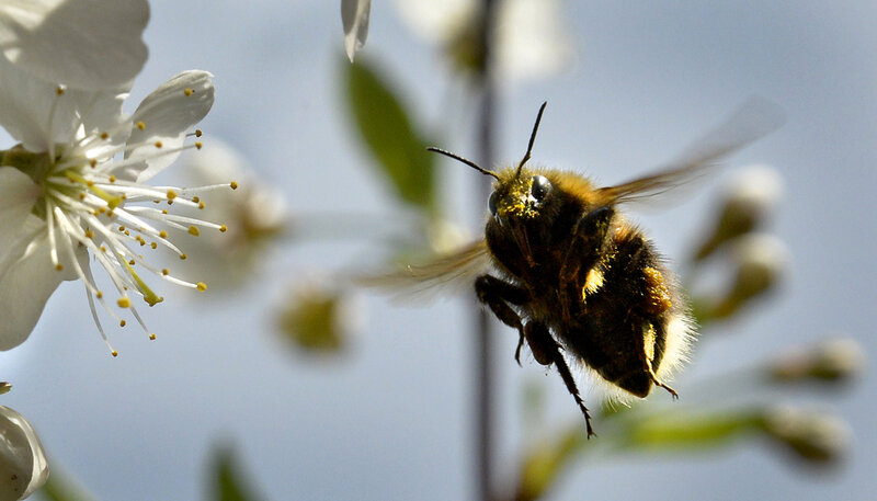 A bumblebee gathers pollen from a cherry blossom in a garden outside Moscow.