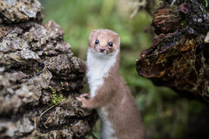 A small mammal, possibly a weasel, gnawed-through a power cable at the Large Hadron Collider.