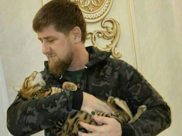 lost-cat-82914fb414c45426aad91423d4d0ec5