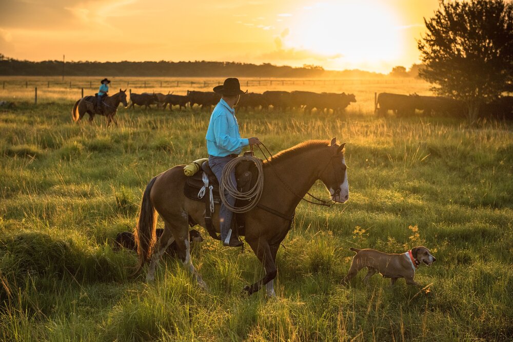 Image result for COWBOYS AND CATTLE