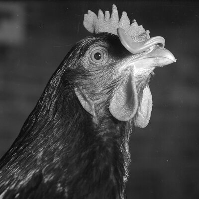 'Big Chicken': The Medical Mystery That Traced Back To Slaughterhouse Workers