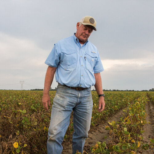 Arkansas Defies Monsanto, Moves To Ban Rogue Weedkiller