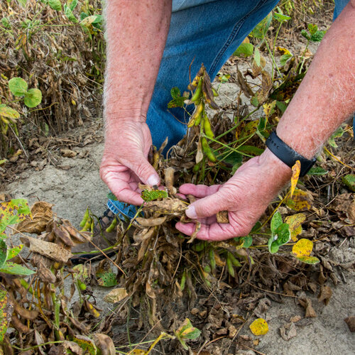 A Wayward Weedkiller Divides Farm Communities, Harms Wildlife