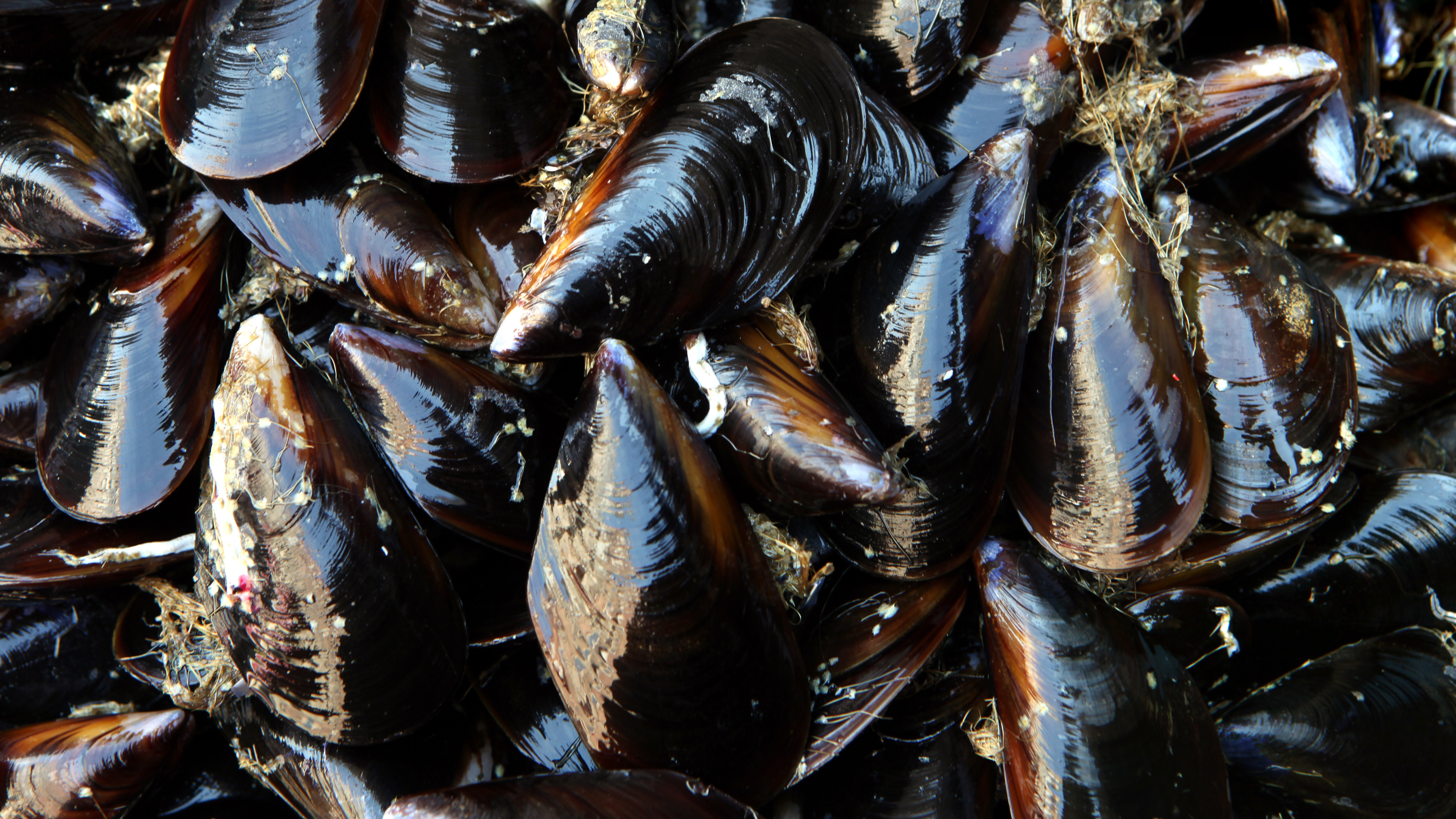Mussels Off Seattle Coast Test Positive For Opioids Mussels Off Seattle Coast Test Positive For Opioids