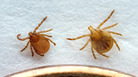 Two ticks in their nymphal stage: At left, the longhorned tick, native to Asia and a recent arrival in the U.S. At right, the lone star tick, found in the eastern United States and in Mexico.