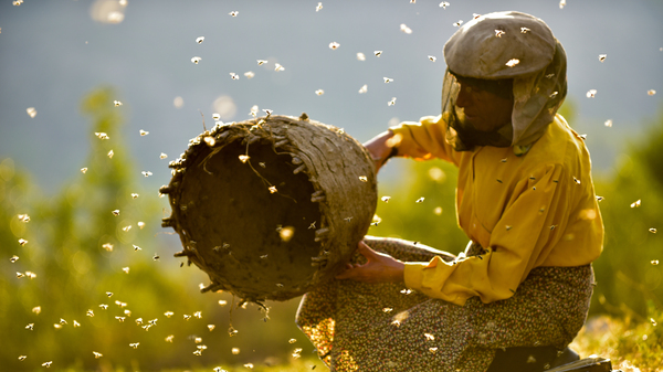 Beekeeper Hatidze Muratova lives in a ruggedly mountainous area of Macedonia. She has a simple rule: When you harvest honey, you only take half — and leave the other half for the bees.