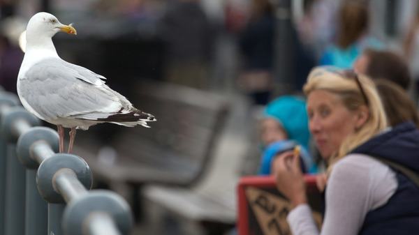 A seagull watches as people eat at a seafront in England.