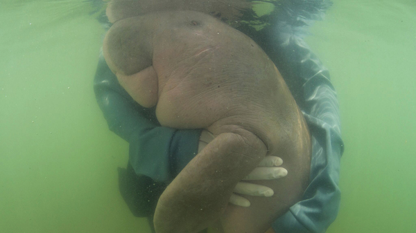 Marium, a lost baby dugong, gets a hug from an official of Thailand
