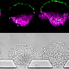 Scientists Create A Device That Can Mass-Produce Human Embryoids
