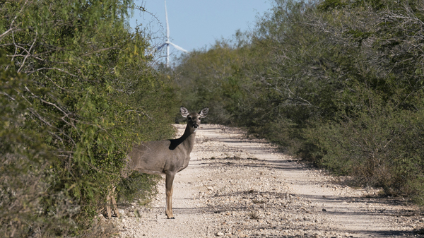 A white-tailed deer emerges from the brush. The Lower Rio Grande Valley National Wildlife Refuge has some of the richest biological diversity in North America--with 1,200 plants, 300 butterflies, and 700 vertebrates, of which 520 are birds.