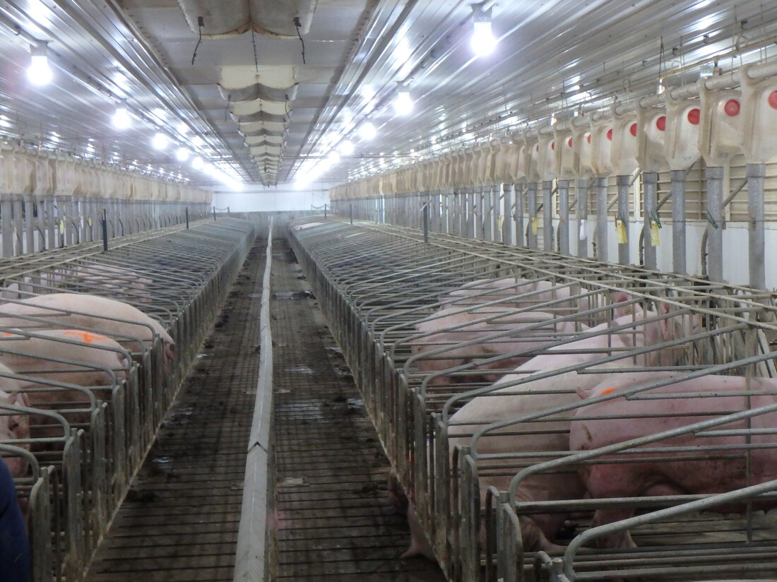 California's New Animal Welfare Law Could Mean The End Of Bacon - newspostwall California's New Animal Welfare Law Could Mean The End Of Bacon
