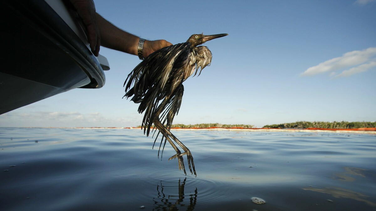 Wild Birds Will Be Protected Once Again, As U.S. Resumes Enforcing Rules On Companies 5 Wild Birds Will Be Protected Once Again, As U.S. Resumes Enforcing Rules On Companies