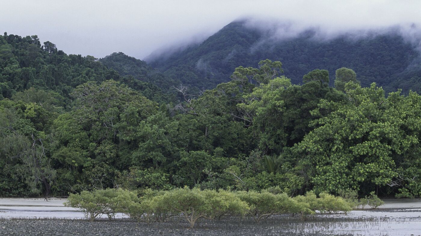 A historic rainforest and other lands have been returned to Indigenous Australians 1 A historic rainforest and other lands have been returned to Indigenous Australians