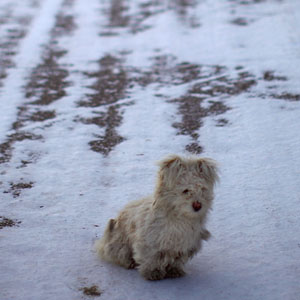 A small dog waits for scraps outside a grocery store. (David Gilkey/NPR)