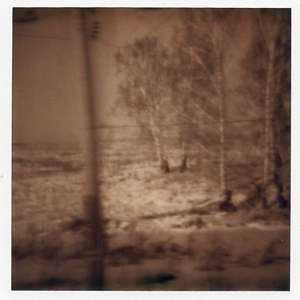 birch grove
