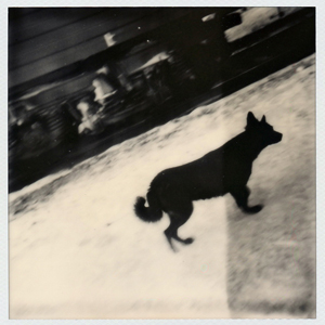 station dog