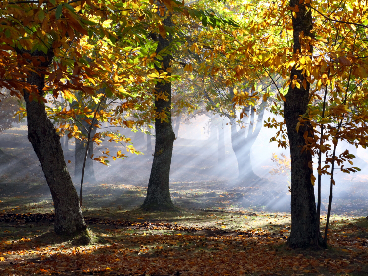 A chestnut tree grove in autumn