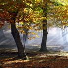 A chestnut tree grove in autumn A chestnut tree grove in autumn