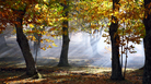 A chestnut tree grove in autumn A chestnut tree grove in autumn