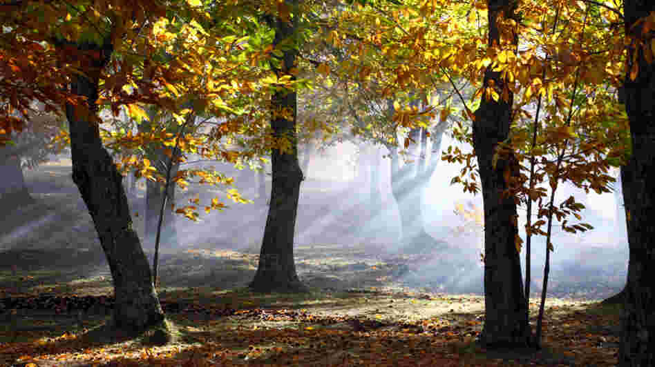 A chestnut tree grove in autumn