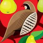A partridge poses in a pear tree. 