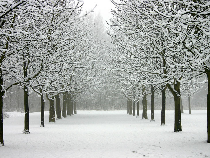 A sunless day in winter